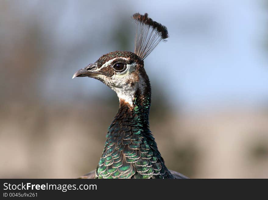 Peacock