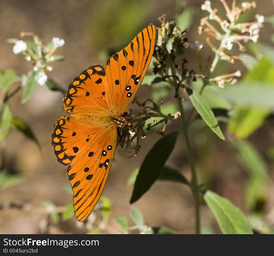 Gulf Fritillary Butterfly