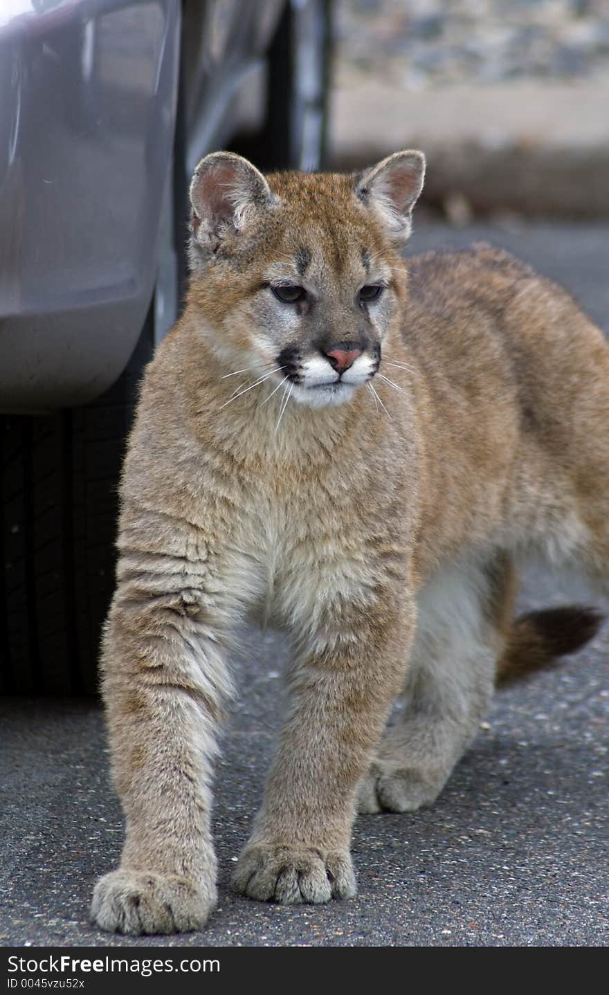 Young mountain lions (felis concolor) in parking lot next to vehicle bumper. Young mountain lions (felis concolor) in parking lot next to vehicle bumper