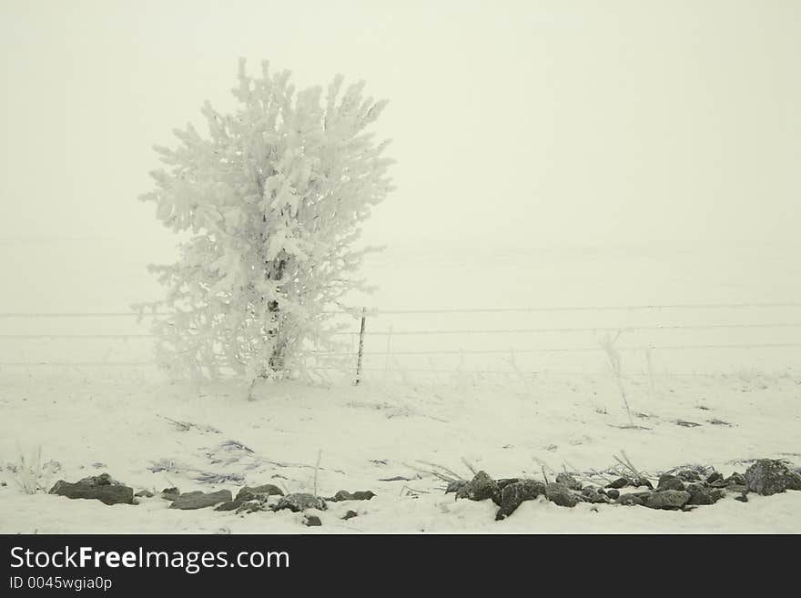 Tree and fenceline with frost in blindingly bright freezing fog and snow. Tree and fenceline with frost in blindingly bright freezing fog and snow.