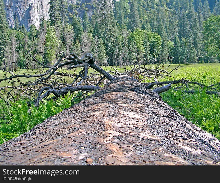 Tree on the ground of Yosemite nation park. Tree on the ground of Yosemite nation park.