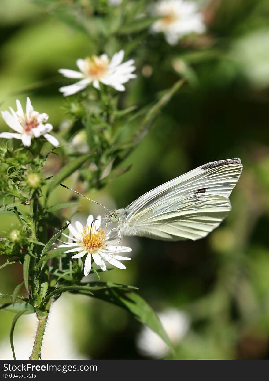 Sulphur Butterfly on Daisy