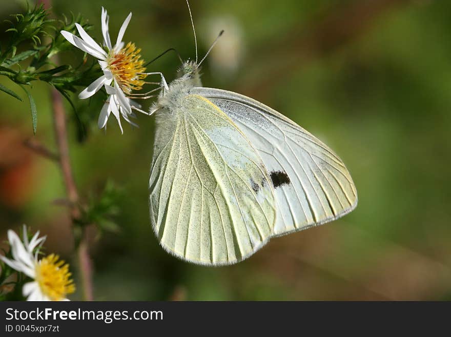 Sulphur Butterfly