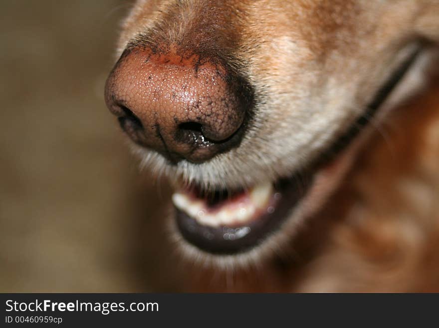 Closeup of the end of the snout, nose, teeth and tongue of a Golden Retriever. Closeup of the end of the snout, nose, teeth and tongue of a Golden Retriever.