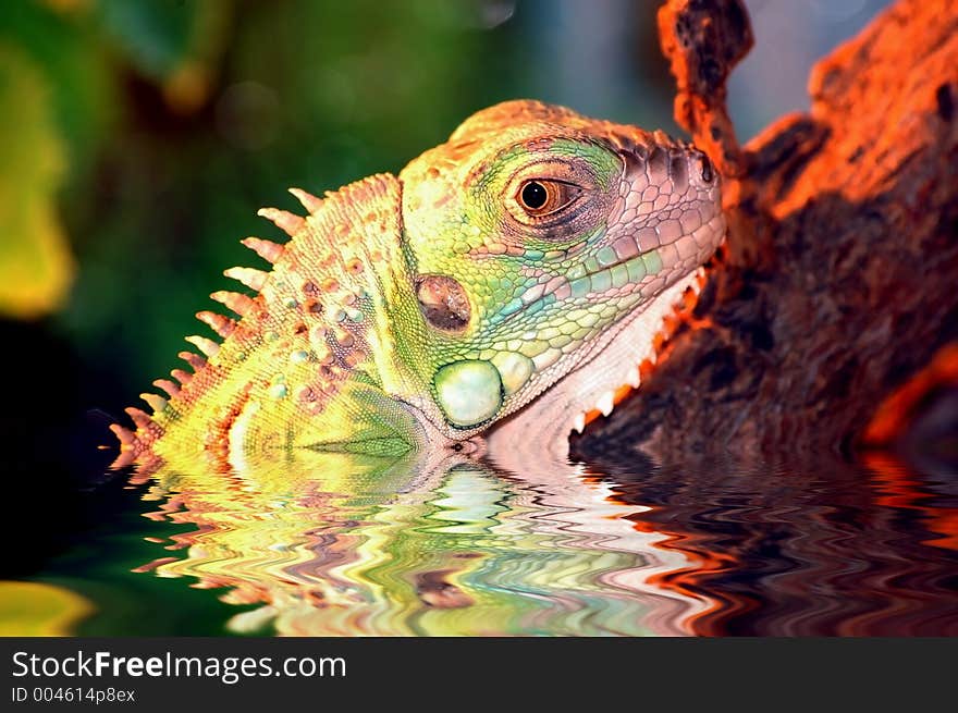 Iguana, exotic