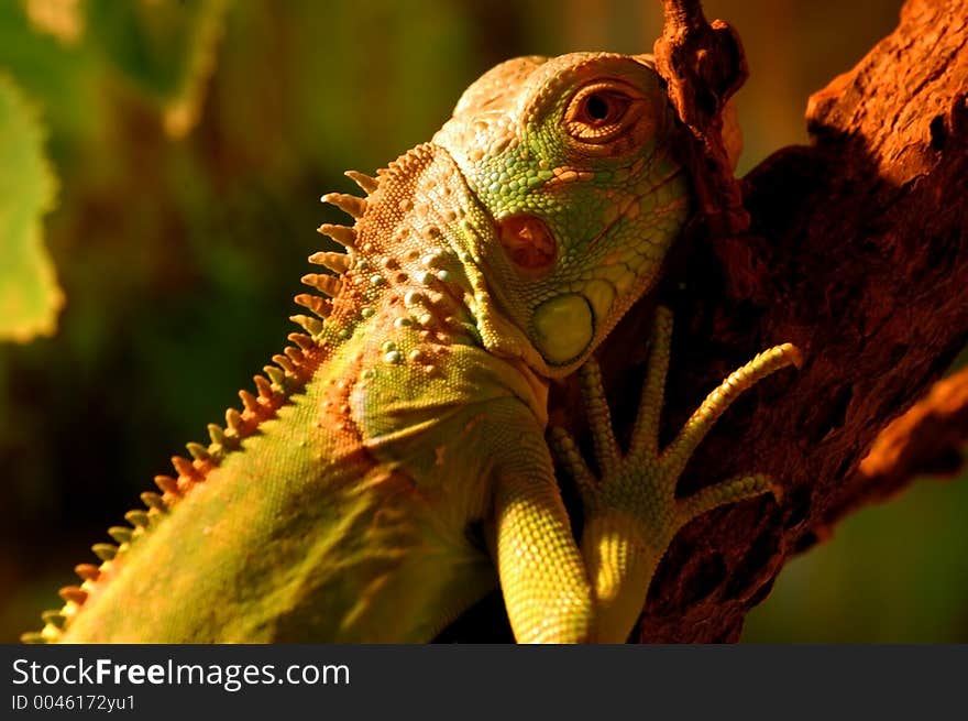 Iguana, exotic