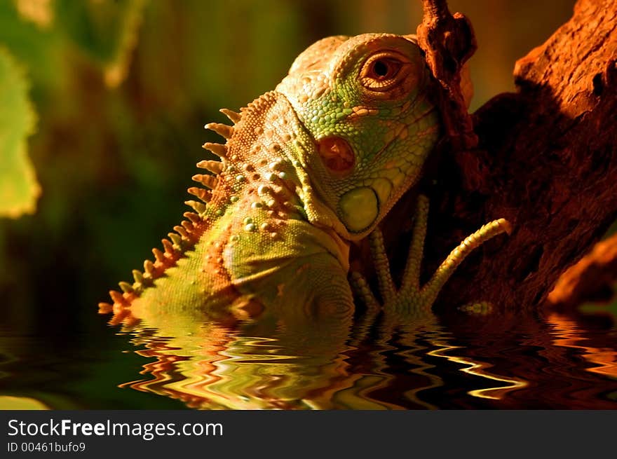 Iguana, exotic