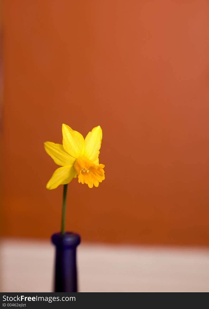 Yellow daffodil in blue vase on red background