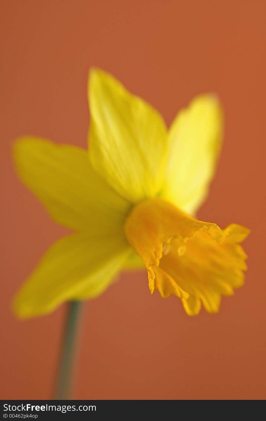 Abstract Daffodil