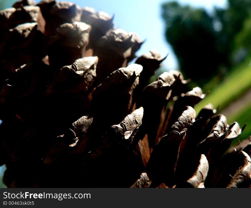 Pine cone shot in the shodaw of it's maker. Pine cone shot in the shodaw of it's maker.