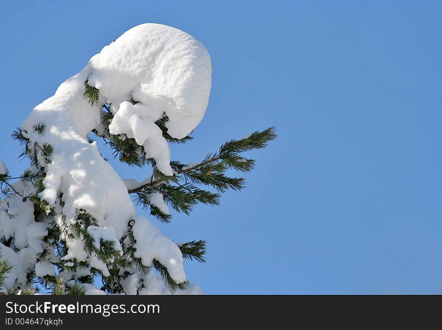 Winter Branch