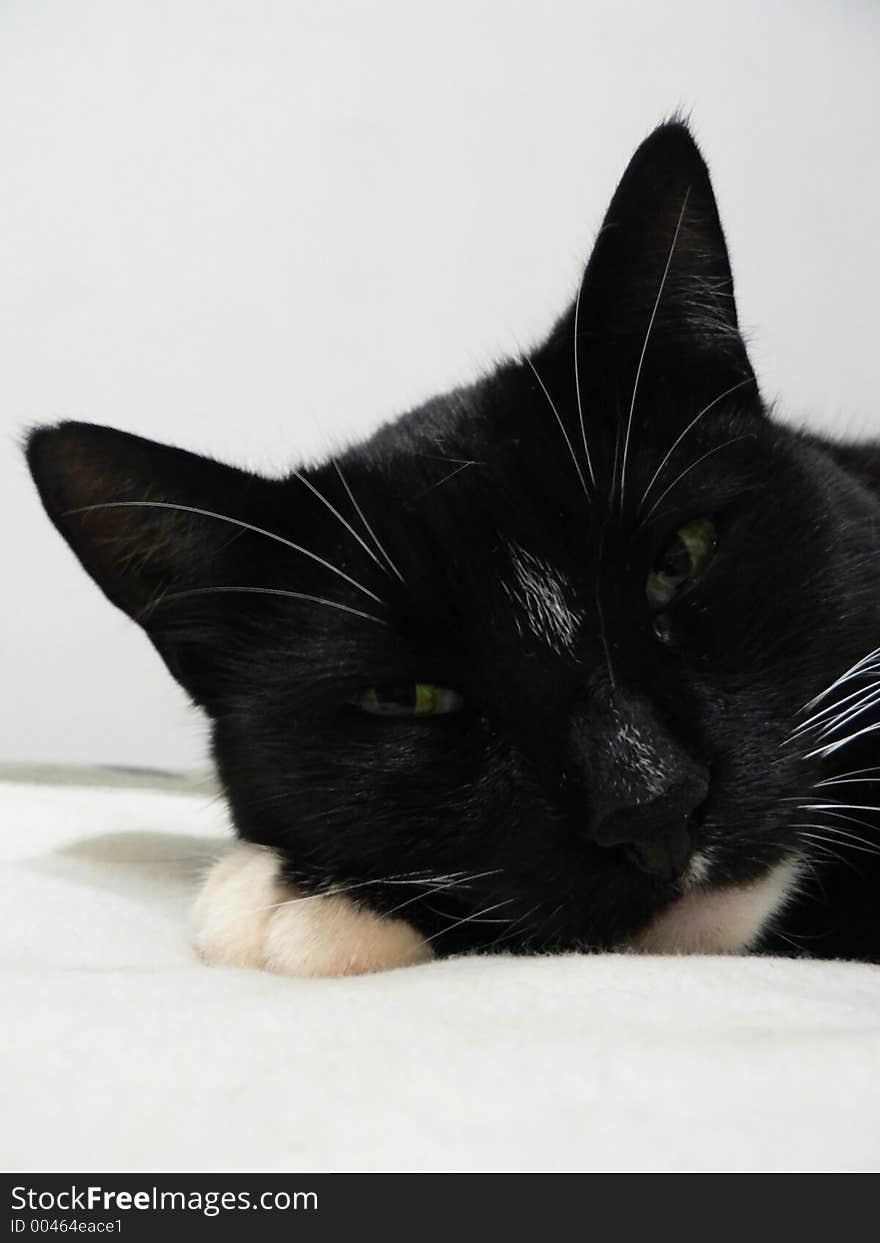 Shot of black and white cat's face. Shot of black and white cat's face