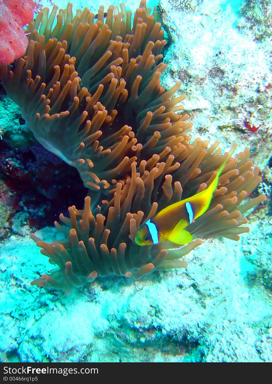 A single Anemonefish