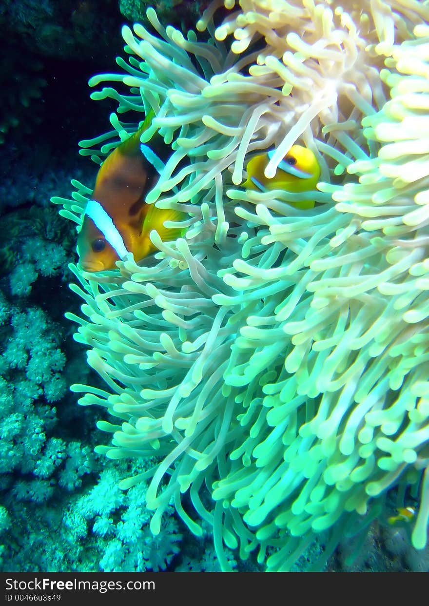 A pair of Red Sea Anemonefish