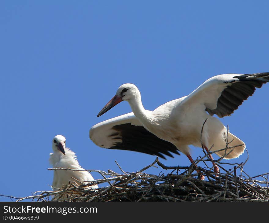 Stork