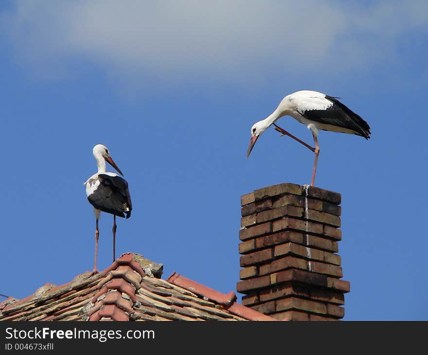 Stork