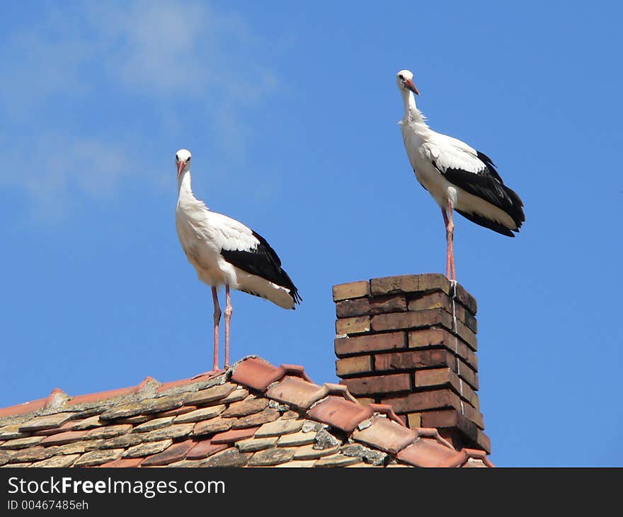 Stork