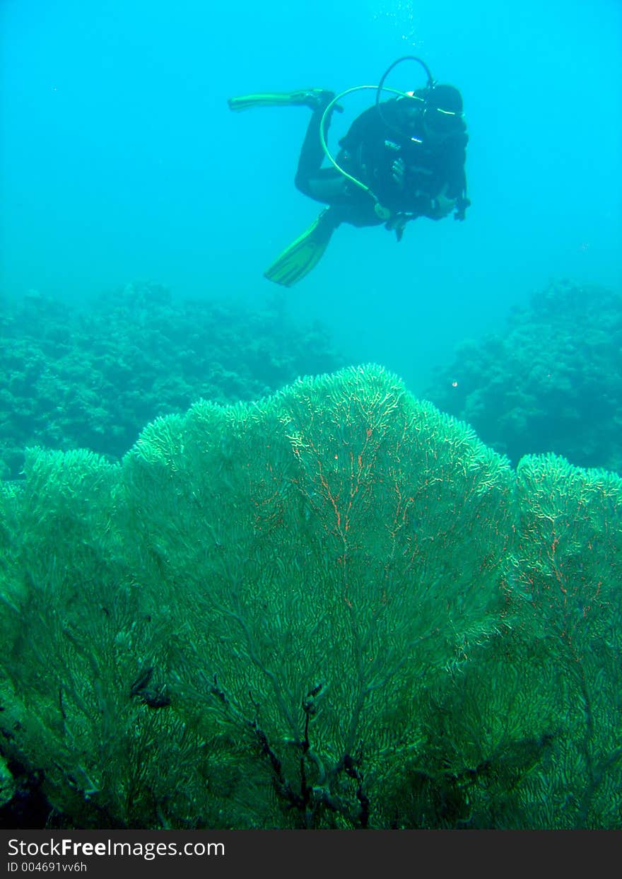 Large Gorgonian fan coral with scuba diver. Large Gorgonian fan coral with scuba diver