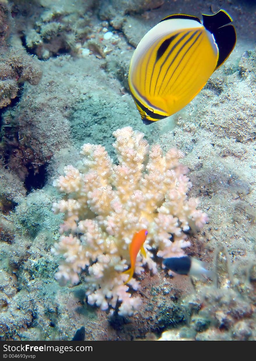 Exquisite Butterflyfish on coral head