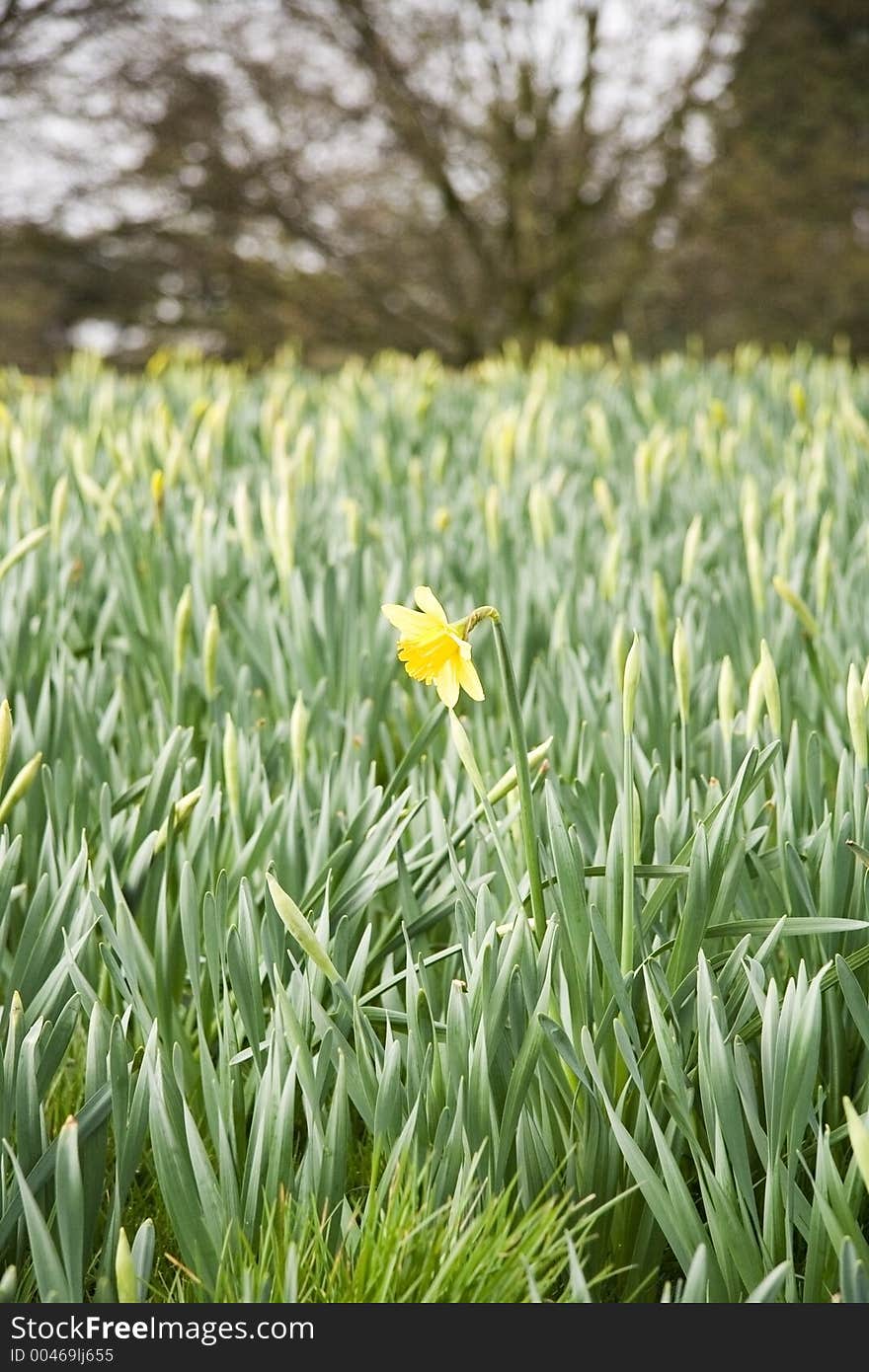 Spring Daffodill