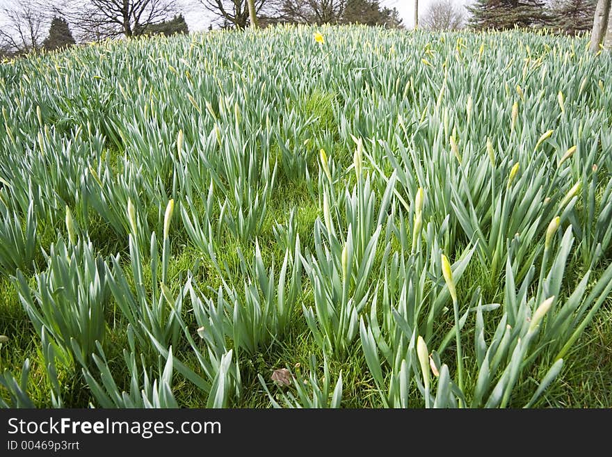 Early Spring daffodills