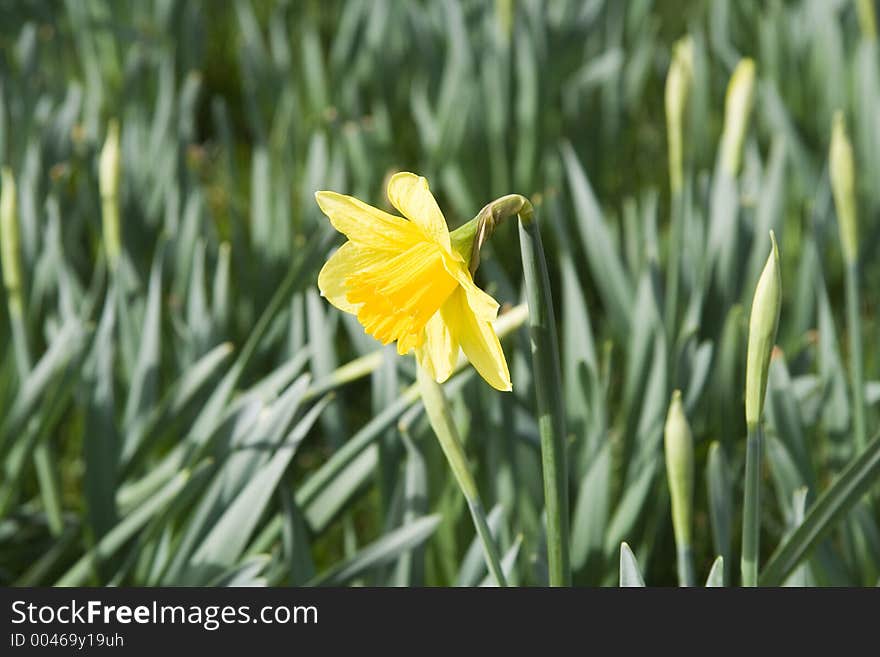 Yellow Daffodill.