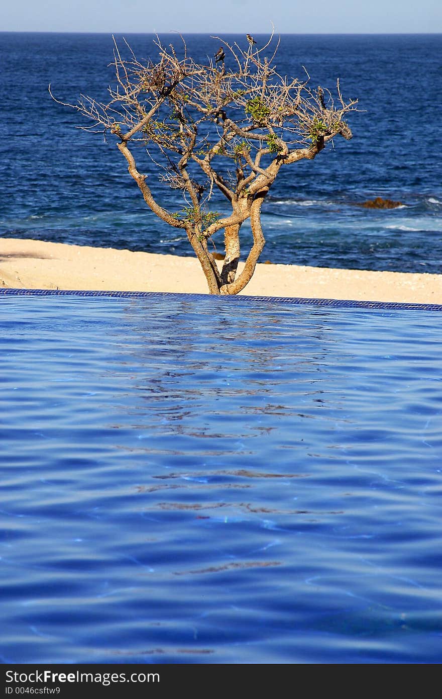 Pool And Tree