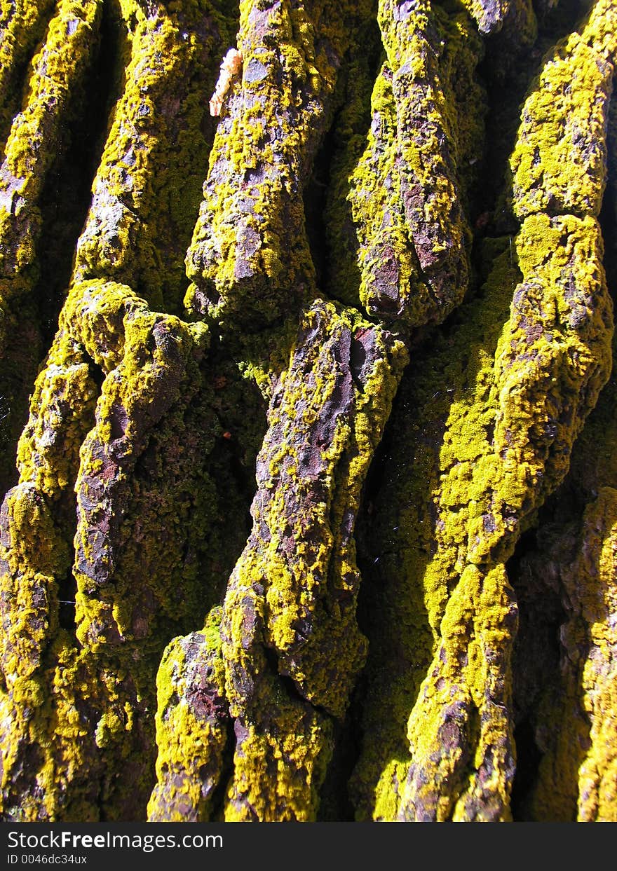 Lichen on tree bark