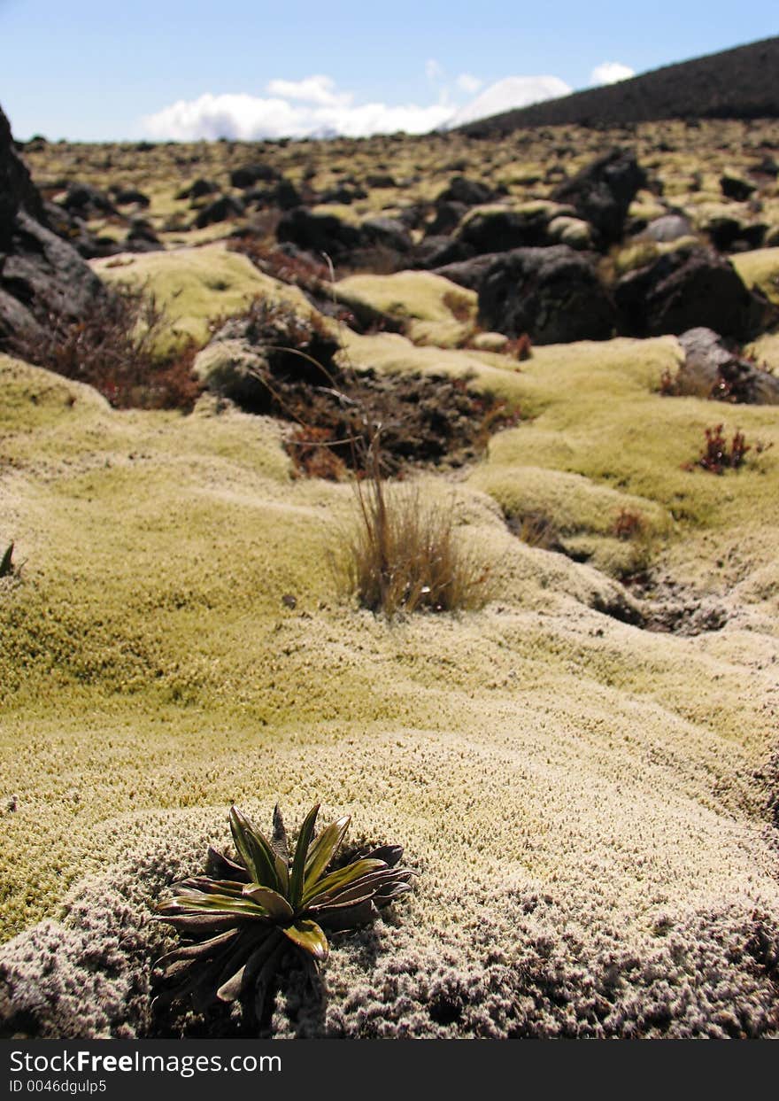 Unusual carpet of moss, punctuated with rare plants and volcanic rocks. Taken in the volcanic area of Tongariro National Park, New Zealand. Unusual carpet of moss, punctuated with rare plants and volcanic rocks. Taken in the volcanic area of Tongariro National Park, New Zealand.