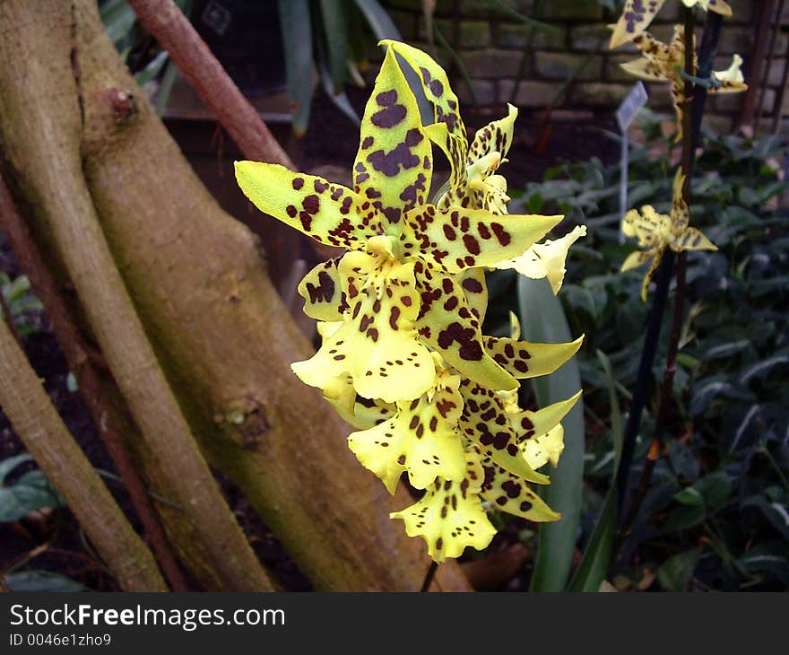 Yellow spotted tropical flower called a Pagan Love Song