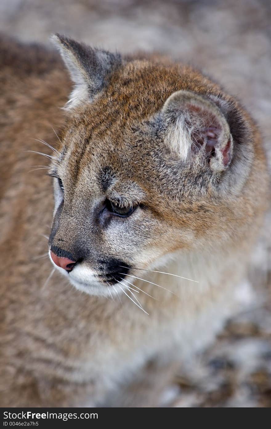 Cougar (Felis Concolor) Looks to Left