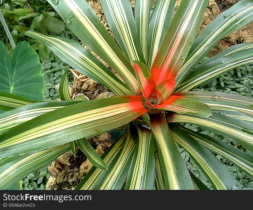 Plant With Red Center