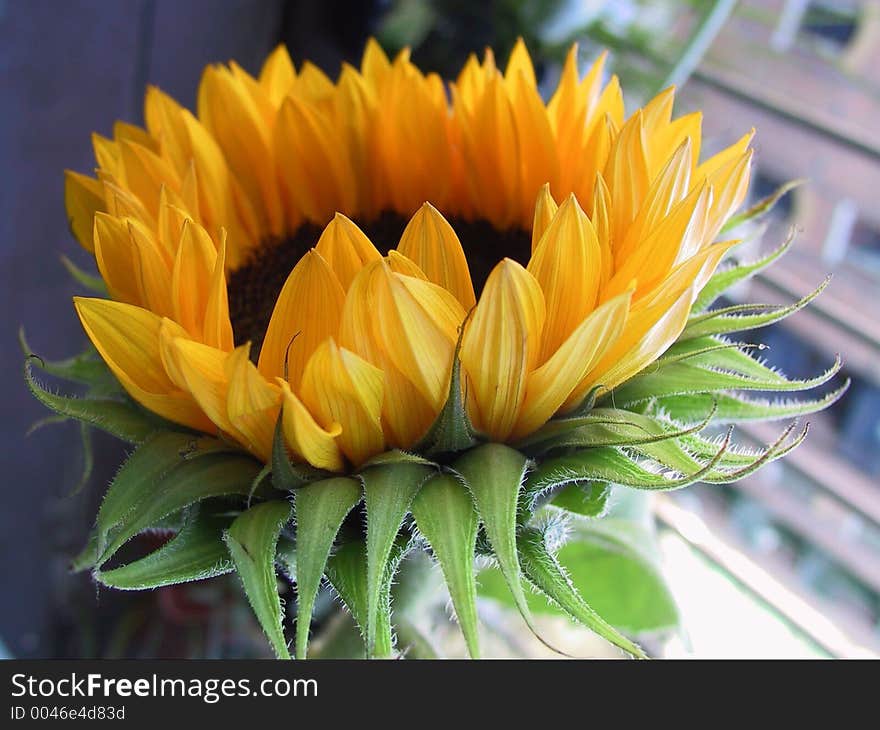 Yellow sunflower and green leafs