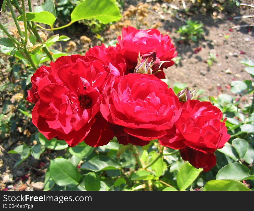 Red rose flower and plant