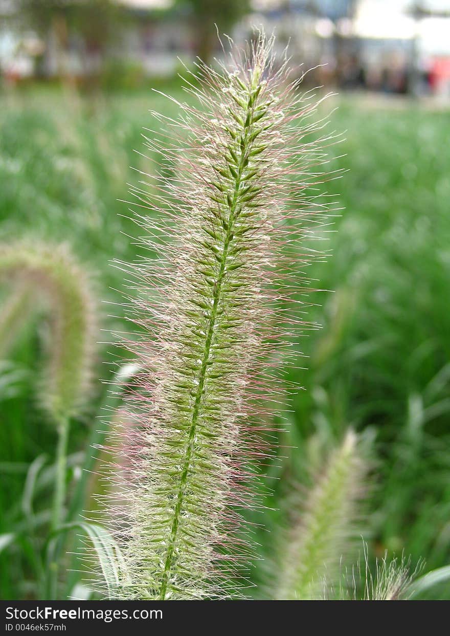 Green plant. Green plant