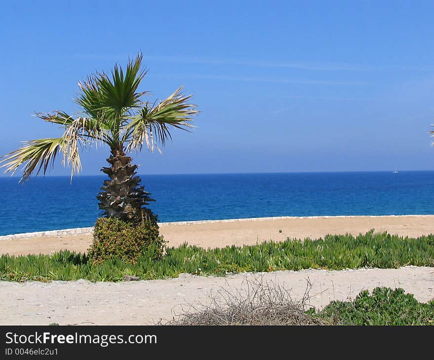 Beach and coconut tree