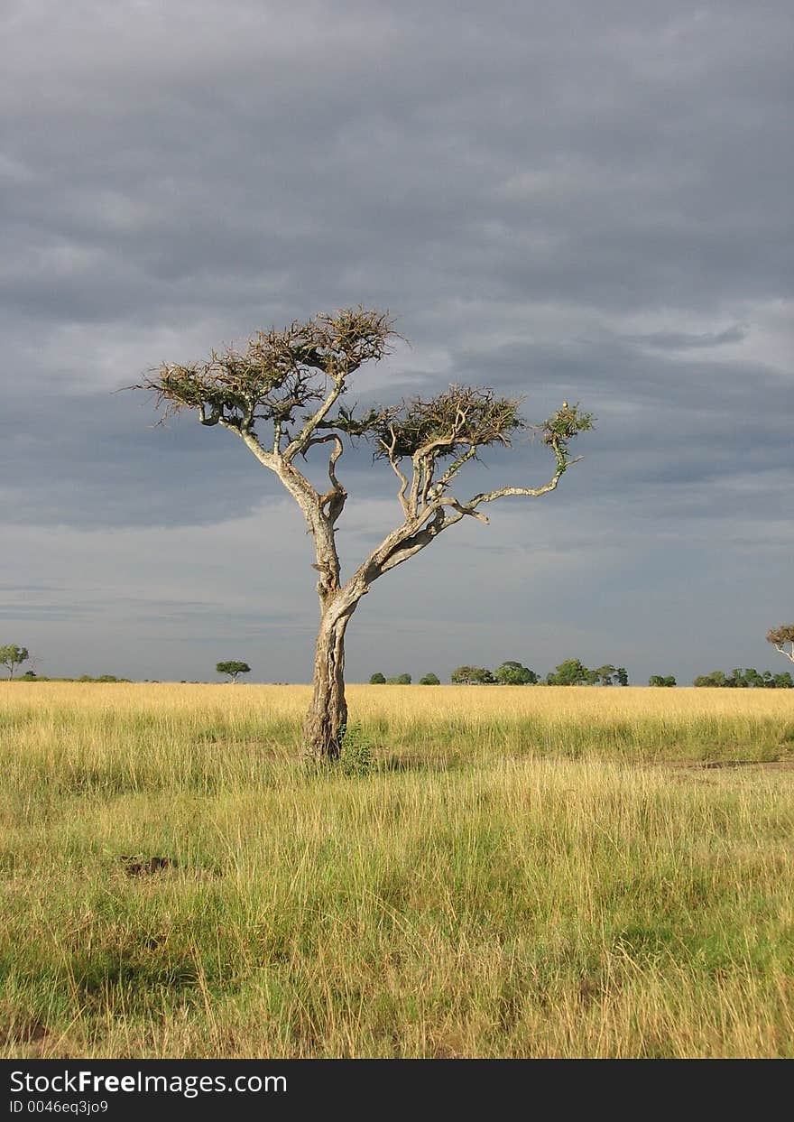 Tree in landscape area