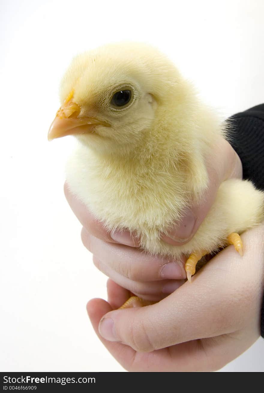 Baby Chick Being Held By Young Boy (wide Angle)