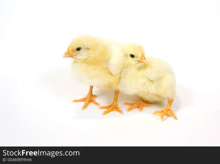 Two baby chicks that are being raised on a farm in the Midwest United States. Two baby chicks that are being raised on a farm in the Midwest United States.