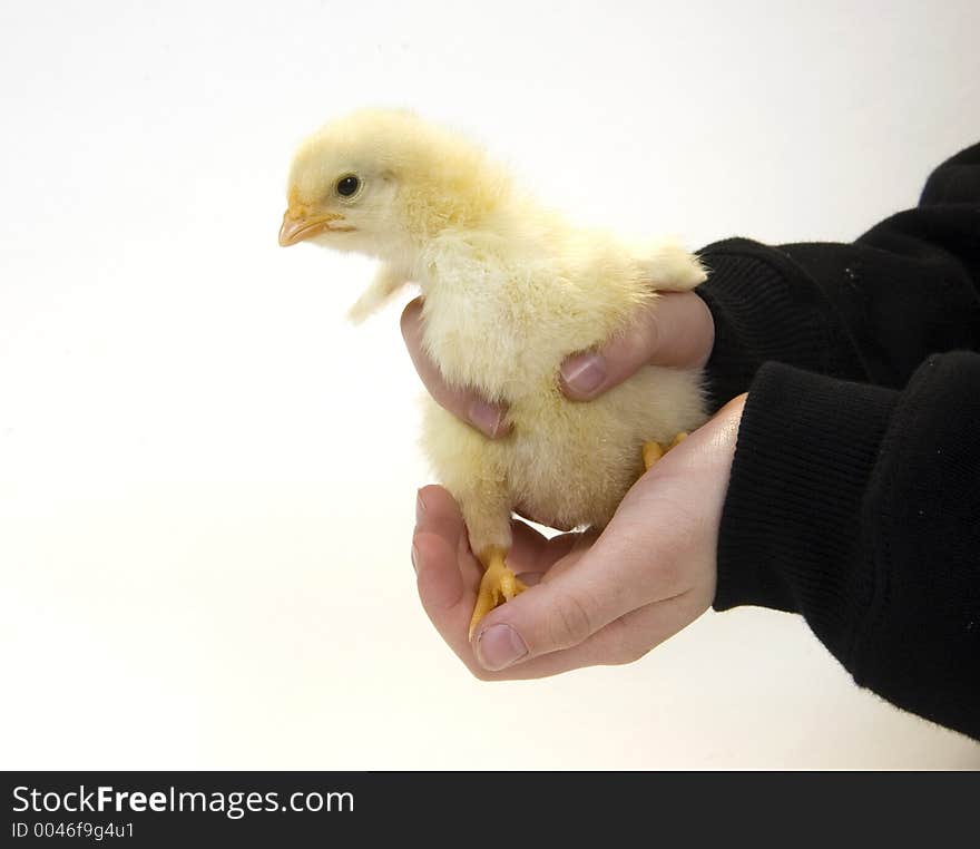 A young boy holds a baby chicken in his hands. The chick is being raised on a Midwest farm in the United States. A young boy holds a baby chicken in his hands. The chick is being raised on a Midwest farm in the United States.