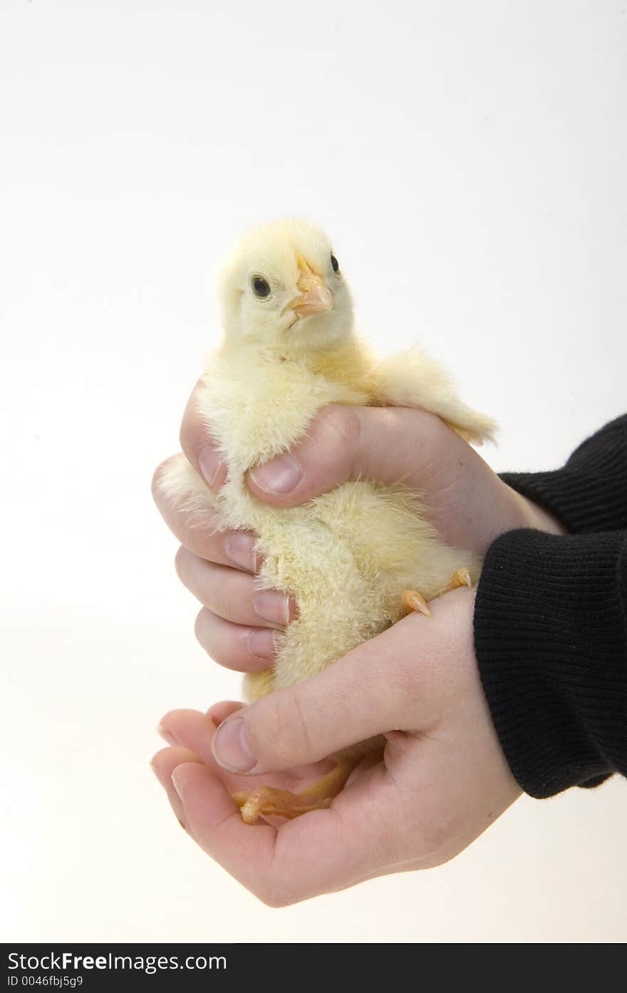 A young boy holds a baby chicken in his hands. The chick is being raised on a Midwest farm in the United States. A young boy holds a baby chicken in his hands. The chick is being raised on a Midwest farm in the United States.