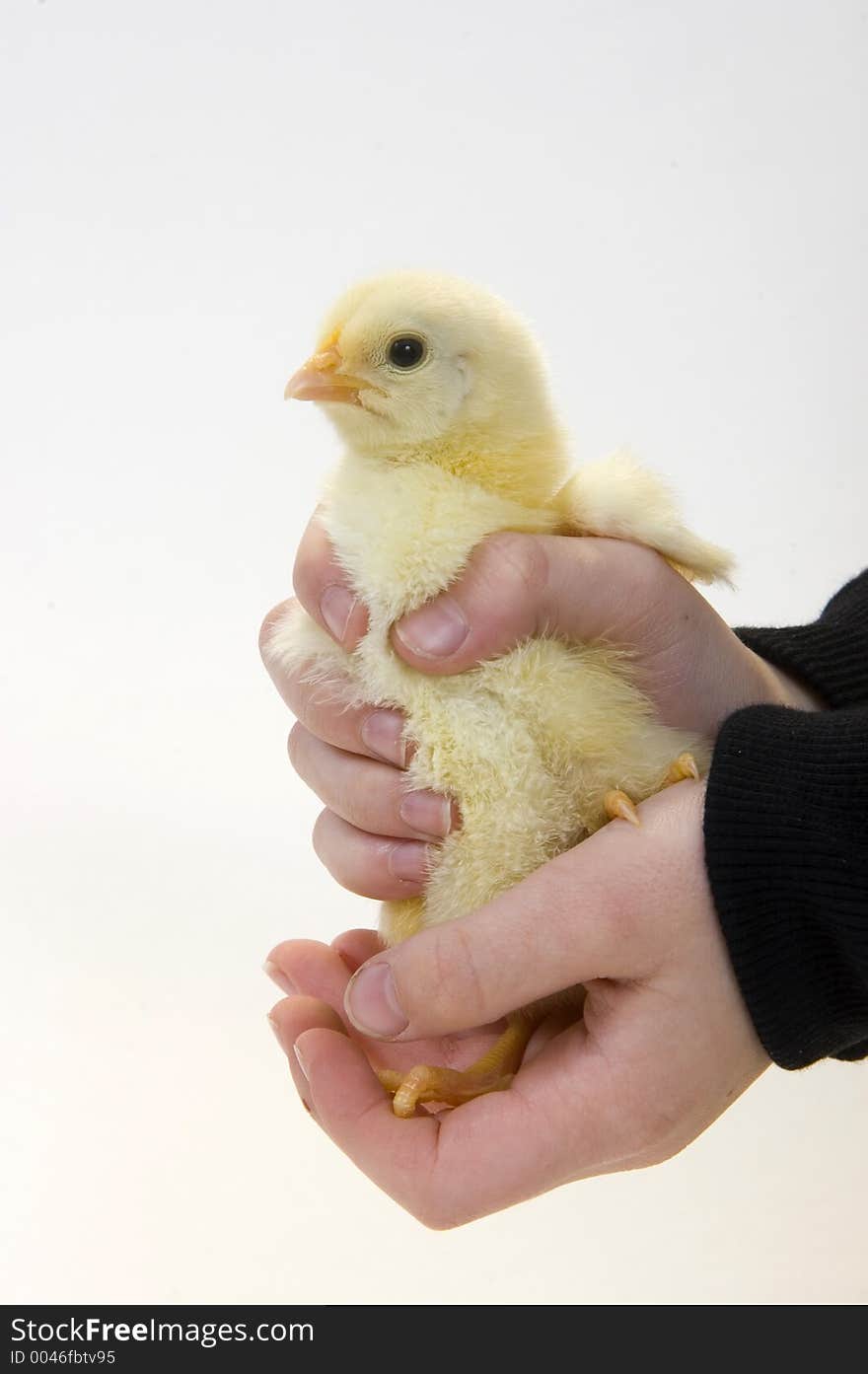 A young boy holds a baby chicken in his hands. The chick is being raised on a Midwest farm in the United States. A young boy holds a baby chicken in his hands. The chick is being raised on a Midwest farm in the United States.