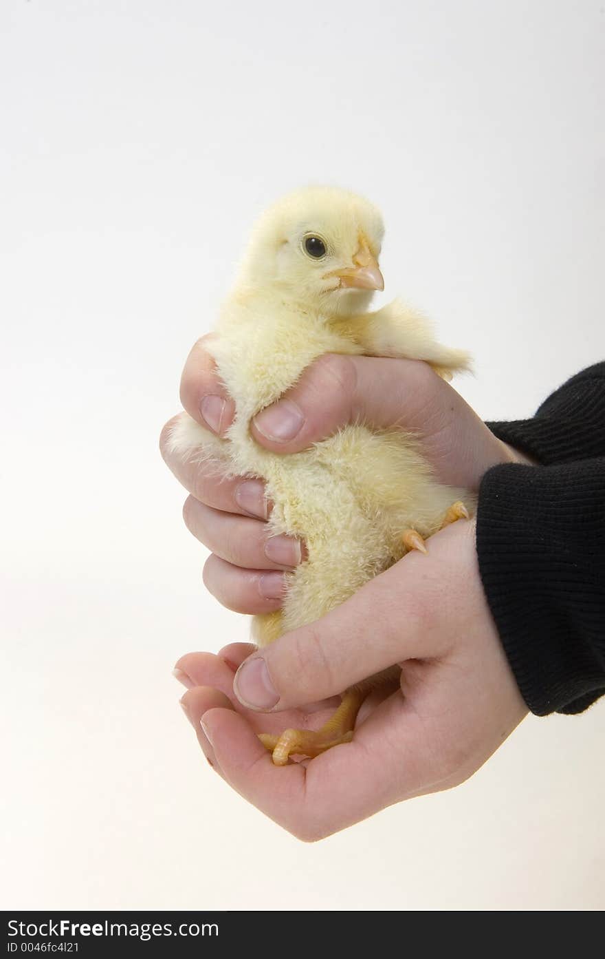 A young boy holds a baby chicken in his hands. The chick is being raised on a Midwest farm in the United States. A young boy holds a baby chicken in his hands. The chick is being raised on a Midwest farm in the United States.