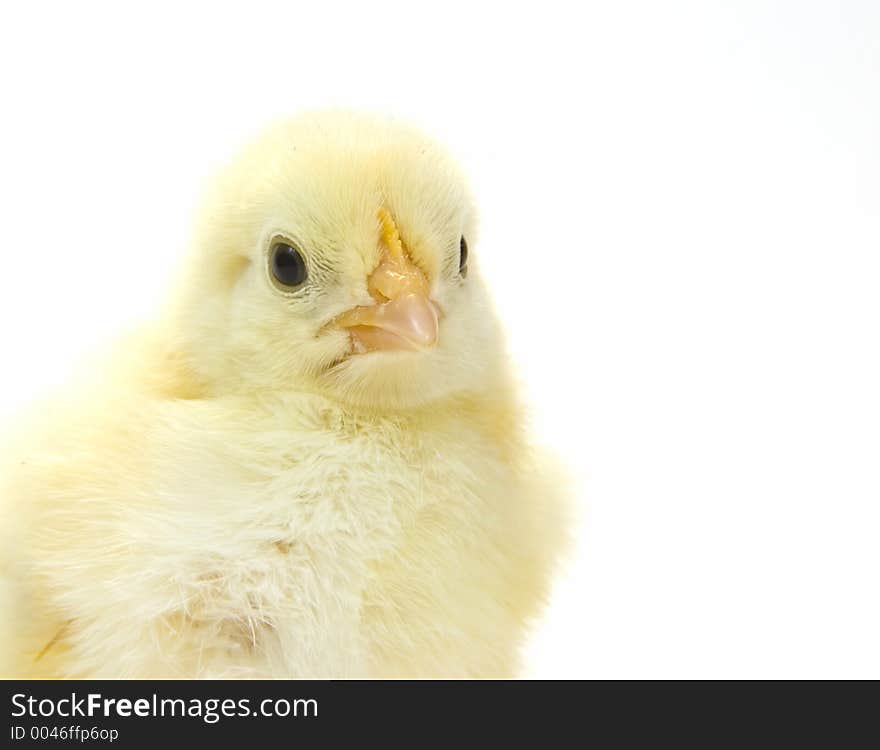 A baby chick that is being raised on a farm in the Midwest United States. A baby chick that is being raised on a farm in the Midwest United States.