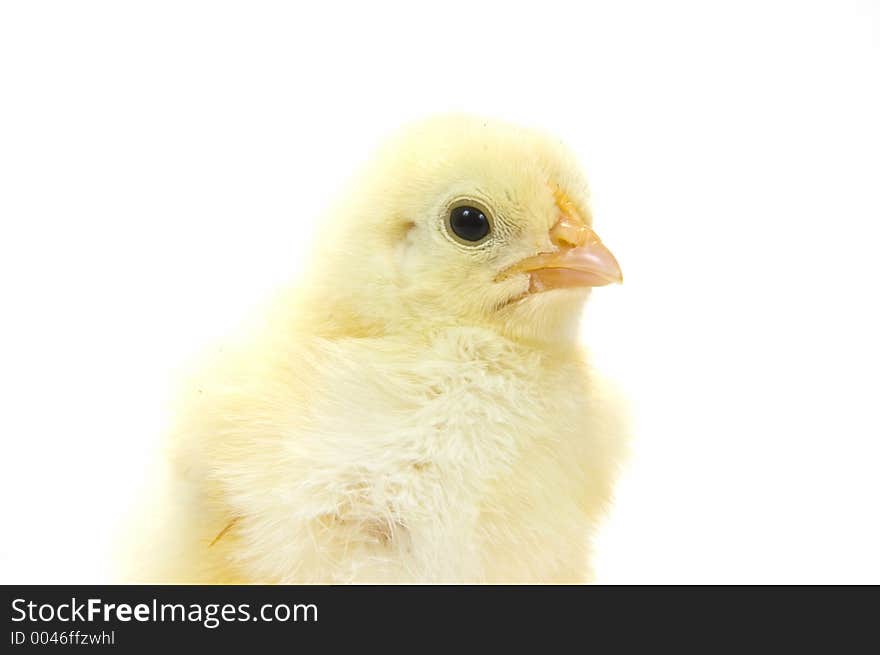 Baby chick on white background (headshot) 17