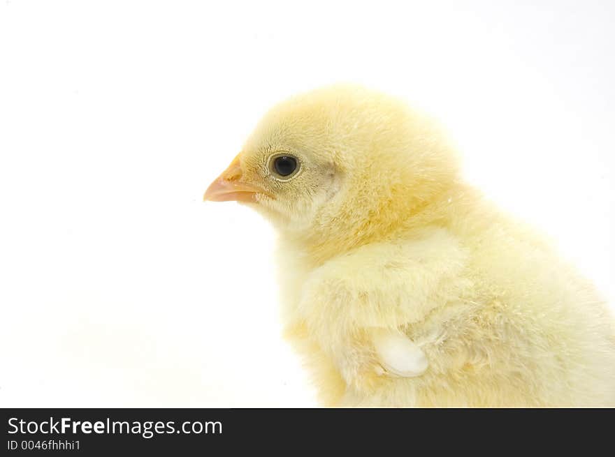 A baby chick that is being raised on a farm in the Midwest United States. A baby chick that is being raised on a farm in the Midwest United States.