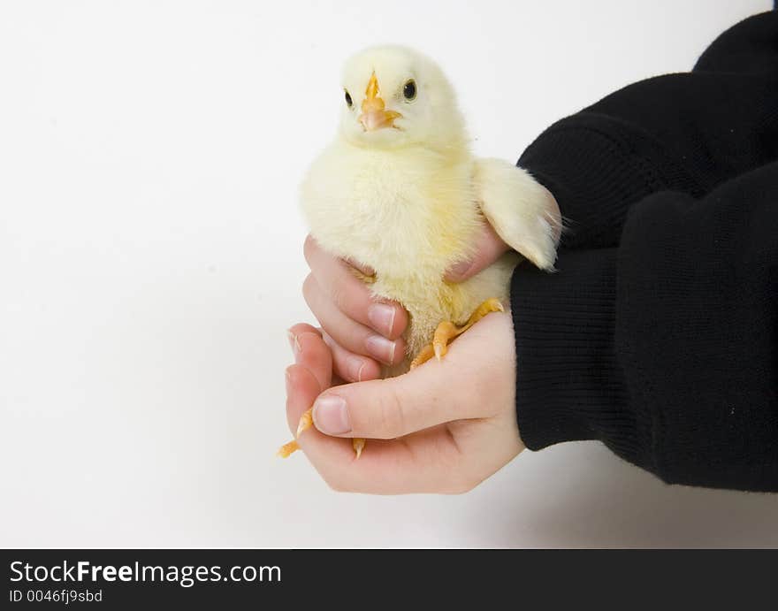 A young boy holds a baby chick that is being raised on a farm in the Midwest United States. A young boy holds a baby chick that is being raised on a farm in the Midwest United States.