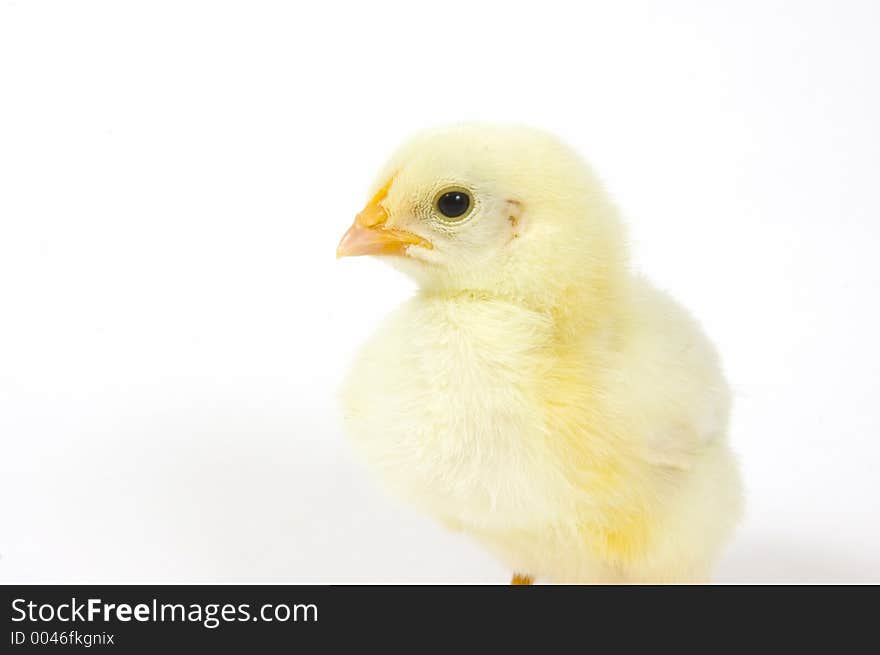 Baby Chick On White Background (profile) 23