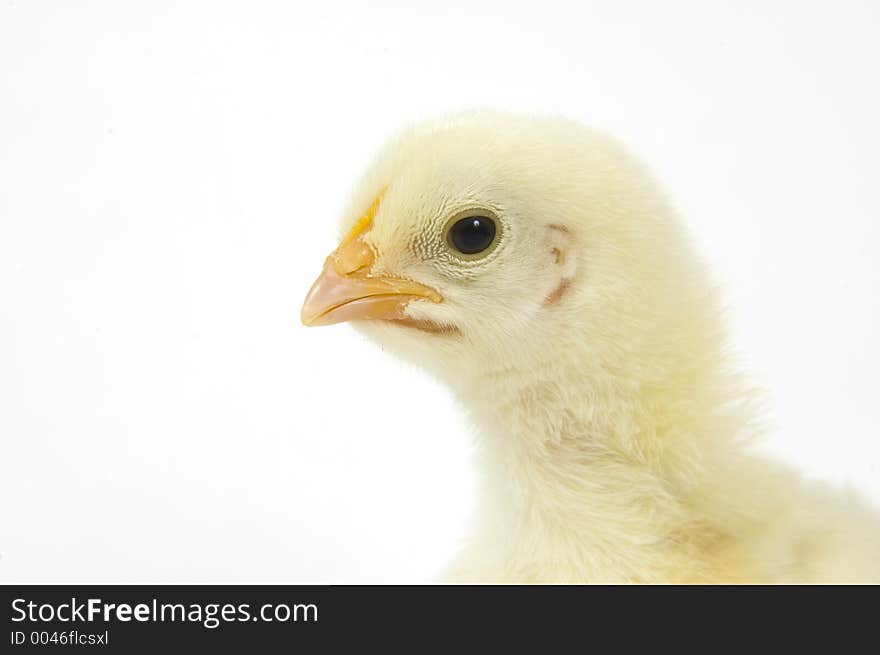 A baby chick that is being raised on a farm in the Midwest United States. A baby chick that is being raised on a farm in the Midwest United States.