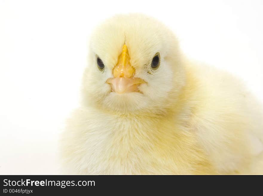 Baby Chick On White Background (face) 37